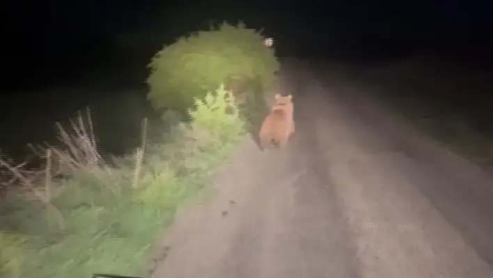 Sivas'ta sürücü yol ortasındaki ayıyı aracıyla kovaladı!