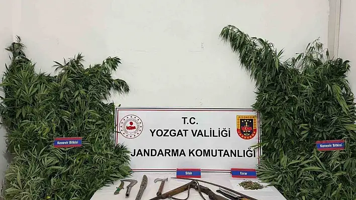 Yozgat'ta 243 kök kenevir ele geçirildi!