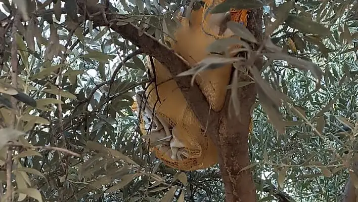 Zeytin ağacına uyuşturucu sakladı- Yakalandı!