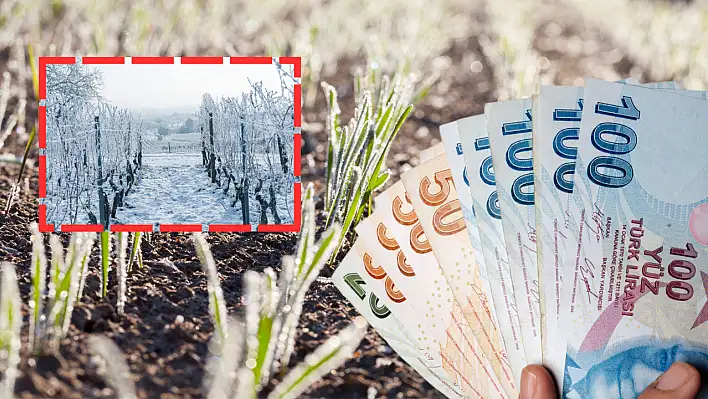 Zirai don felaketinin ardından Kayserili çiftçilerin bekleyişi sürüyor!