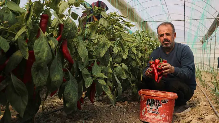 Kapya biber yüksek fiyatı ile dikkat çekiyor!