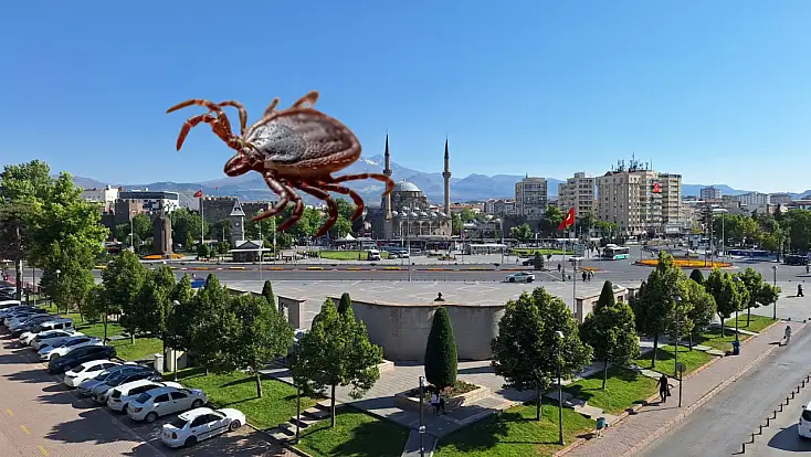 Kayseri’de ilçelere yayıldı! Tarım İl Müdürlüğü harekete geçmedi