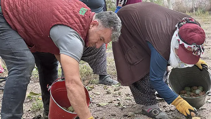Kayseri'de olmaz dediler, şimdi herkes peşine düştü! 2 bin ağaçtan büyük kazanç