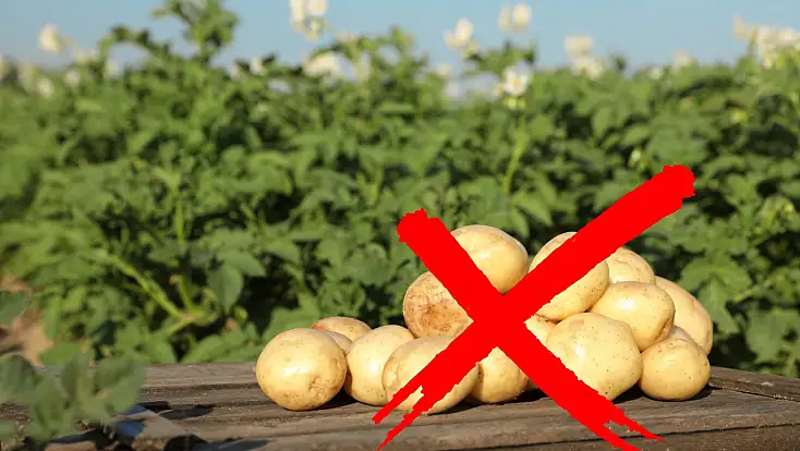 Kayseri’de 'Patatesi istemiyoruz' açıklaması! Ekim neden azaldı?