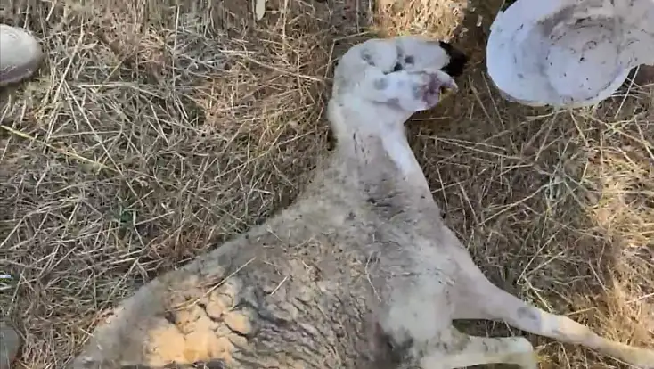 Kayseri’de salgın paniği! Görüntüler endişeyi artırdı