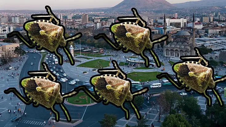 Kayseri’de sayıları arttı: Kokarca istilası kapıda mı?