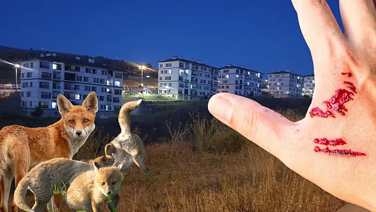 Kayseri’nin o mahallesinde kuduz tehlikesi!