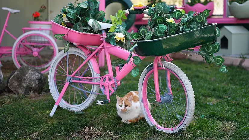 Kayseri'de patili dostlara yaşam desteği: İşte renkli fotoğraflar!