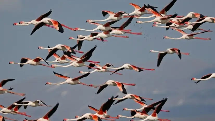 Kayseri'de yağışlar sonrası flamingo sürprizi