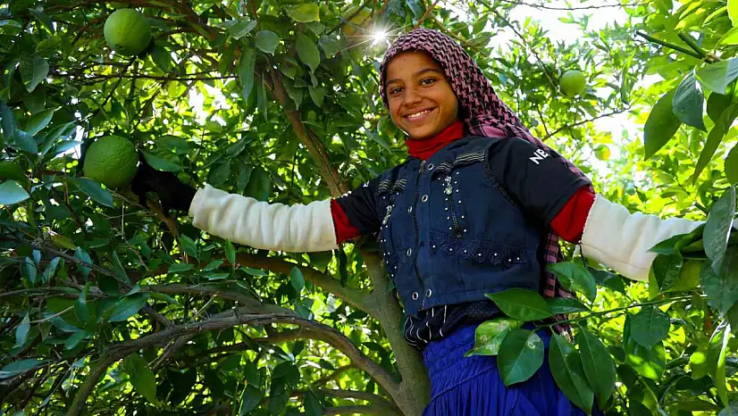 Portakal hasadında 360 bin ton rekolte bekleniyor!