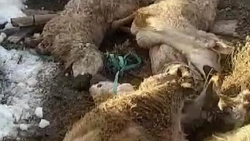 Sivas'ta ahırın çatısı çöktü - Onlarca koyun, kuzu telef oldu!