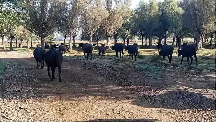 Kayseri'de her gün aynı saatte ortaya çıkıyorlar: Gören dönüp bir daha bakıyor!