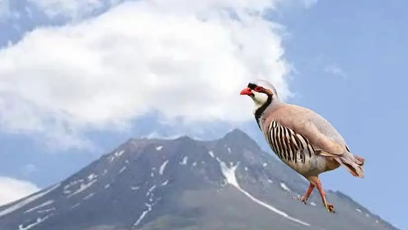 Kayseri'de herkes bu deyimi biliyor ama kimse hikayesini anlatmıyor