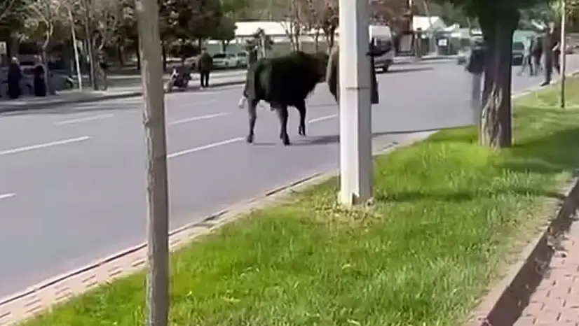 Kayseri'de kesimden kaçtı, trafiği kilitledi!