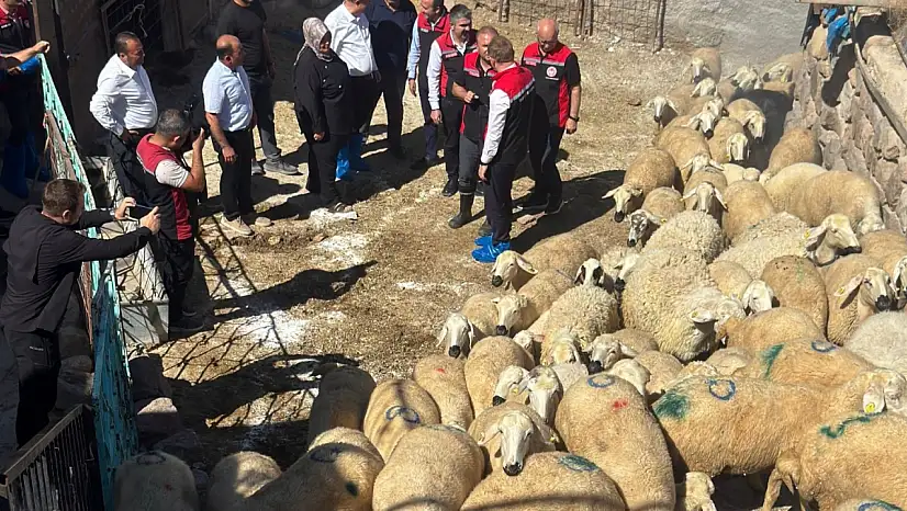 Kayseri'de üreticilere küçükbaş desteği: 100 koyun teslim edildi