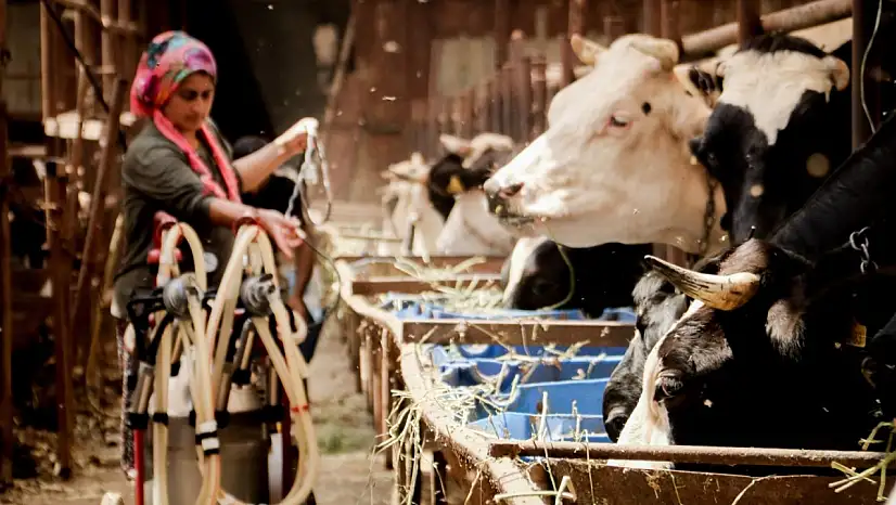 Kayserili üreticilere verilecek destek yüzleri güldürdü!