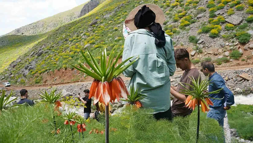 Şırnak'ın saklı cennetinde ters laleler görenleri büyülüyor!