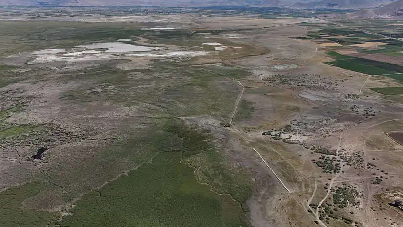 Sultan Sazlığı kuş değil tilki cenneti oldu