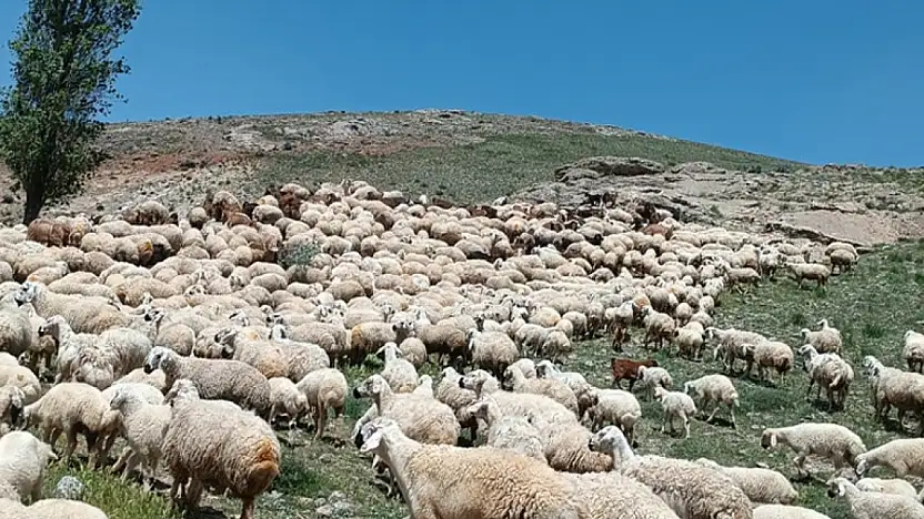 Kayseri'de hayvan sürüsüne saldırı iddiası – Çobanların darp edildiği öne sürüldü!