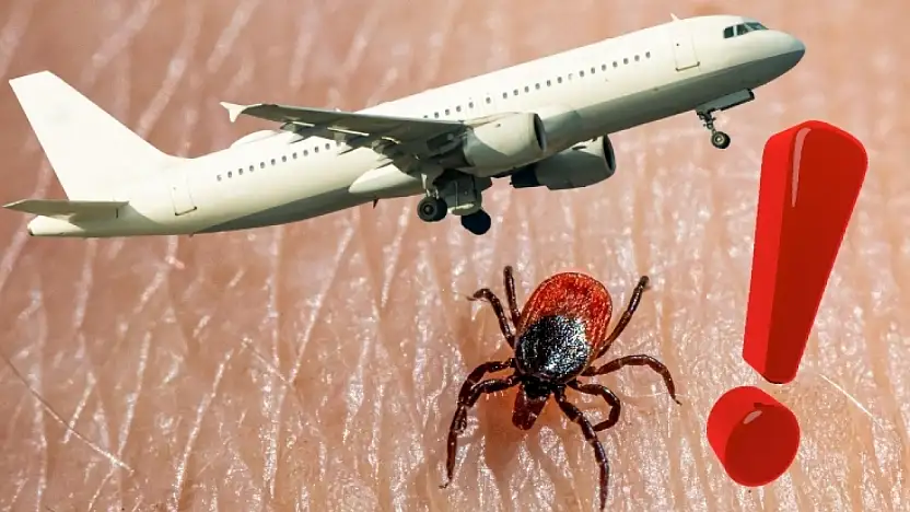 Kayseri'de panik yaratan görüntüler: Gökyüzünden kene mi yağdı? Uzman açıkladı!