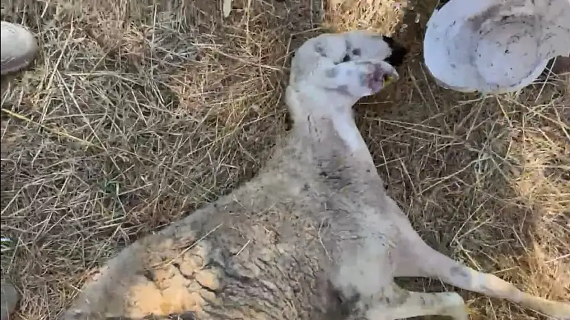 Kayseri'de salgın paniği! Görüntüler endişeyi artırdı