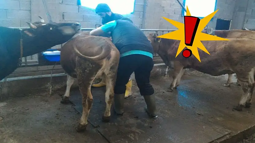 Kayseri'de tehlike büyüyor – Hayvancılık alarm veriyor!