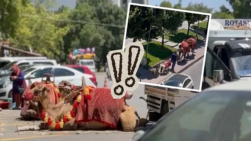 Kayseri meydanında 'Yok deve' dedirten anlar: Görenler şaşkın!