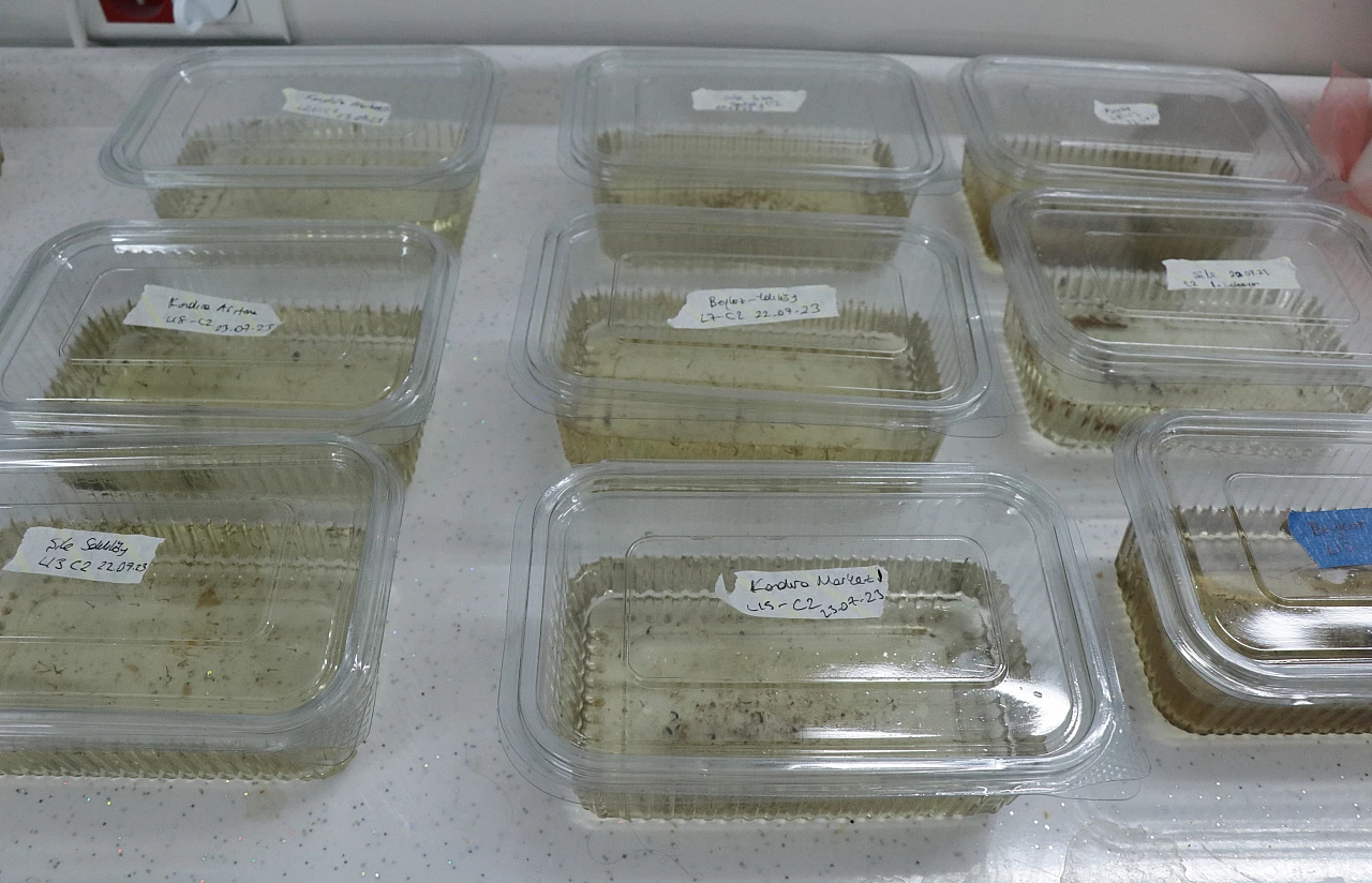 Asya kaplan sivrisineğine karşı uyarı! Bunu sakın yapmayın...