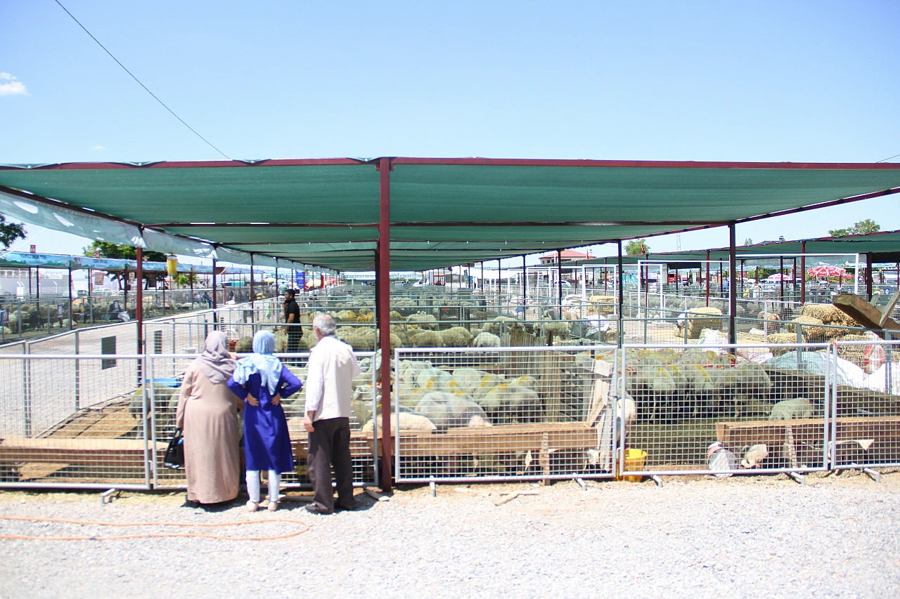Kurbanlıklar için sıkı pazarlık: 60 bin liradan başlıyor