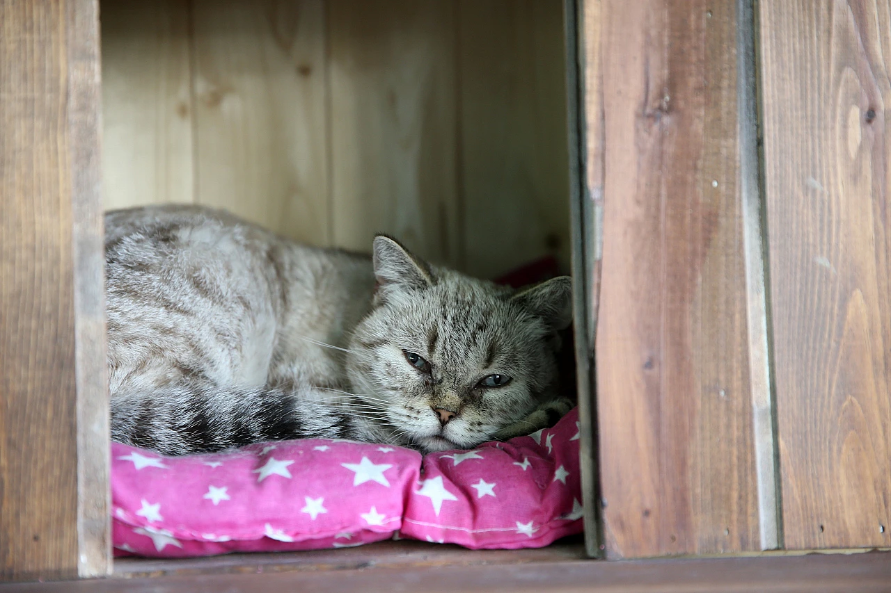 Kedi Kasabası patili dostları bir araya getiriyor