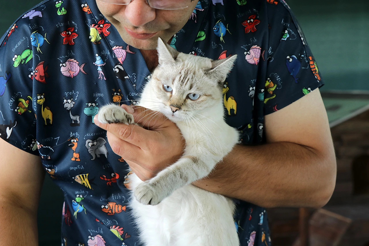 'Kedi Kasabası'nda özel bakım...