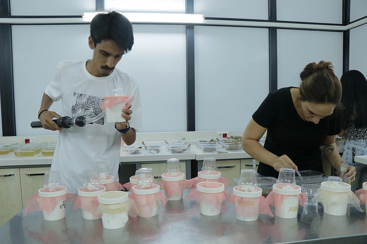 Asya kaplan sivrisineğine karşı uyarı! Bunu sakın yapmayın...