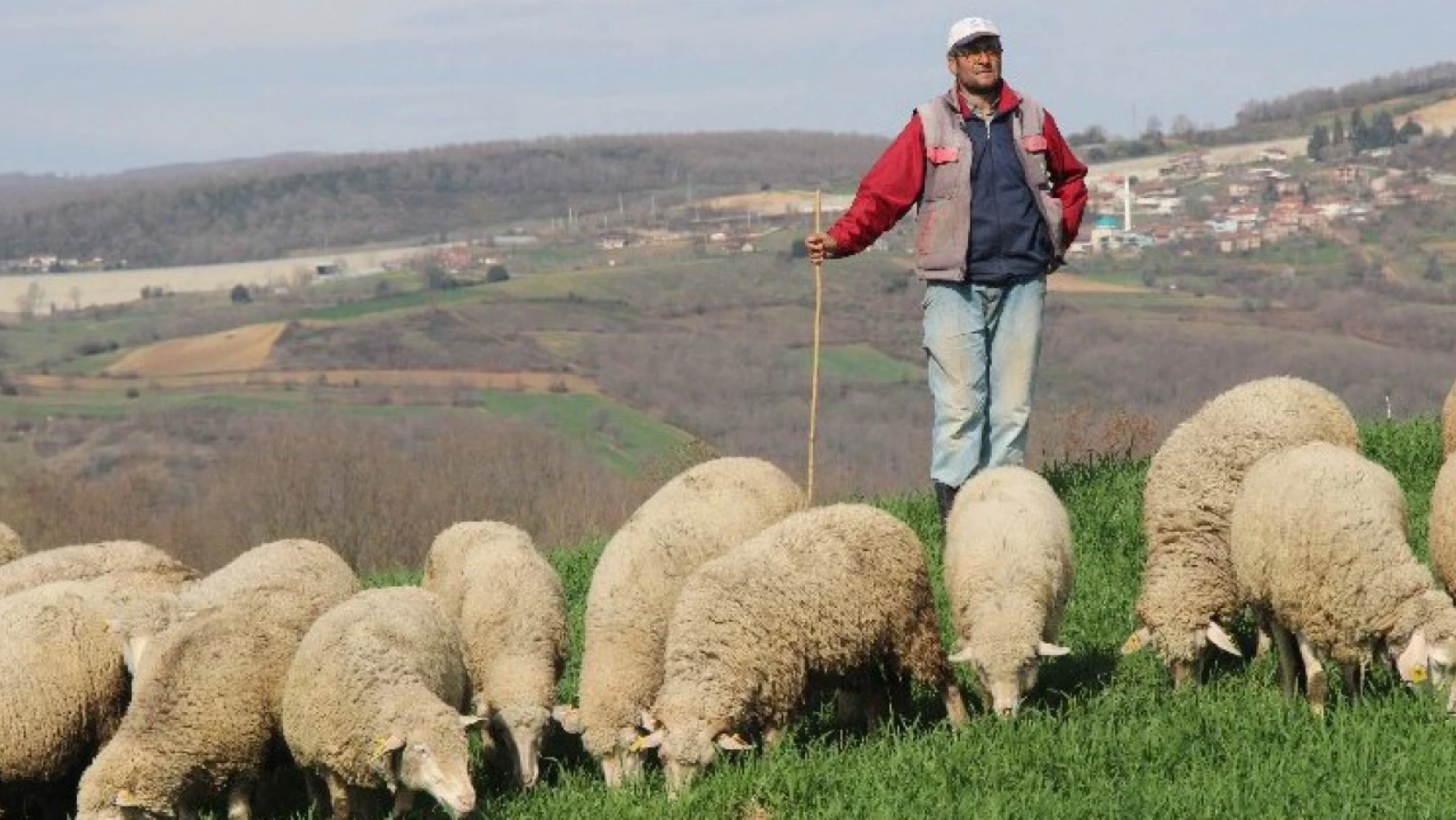 100 Bin Liraya Çoban Bulunamıyor… Çoban Eğitim Fakültesi Kurulsun!