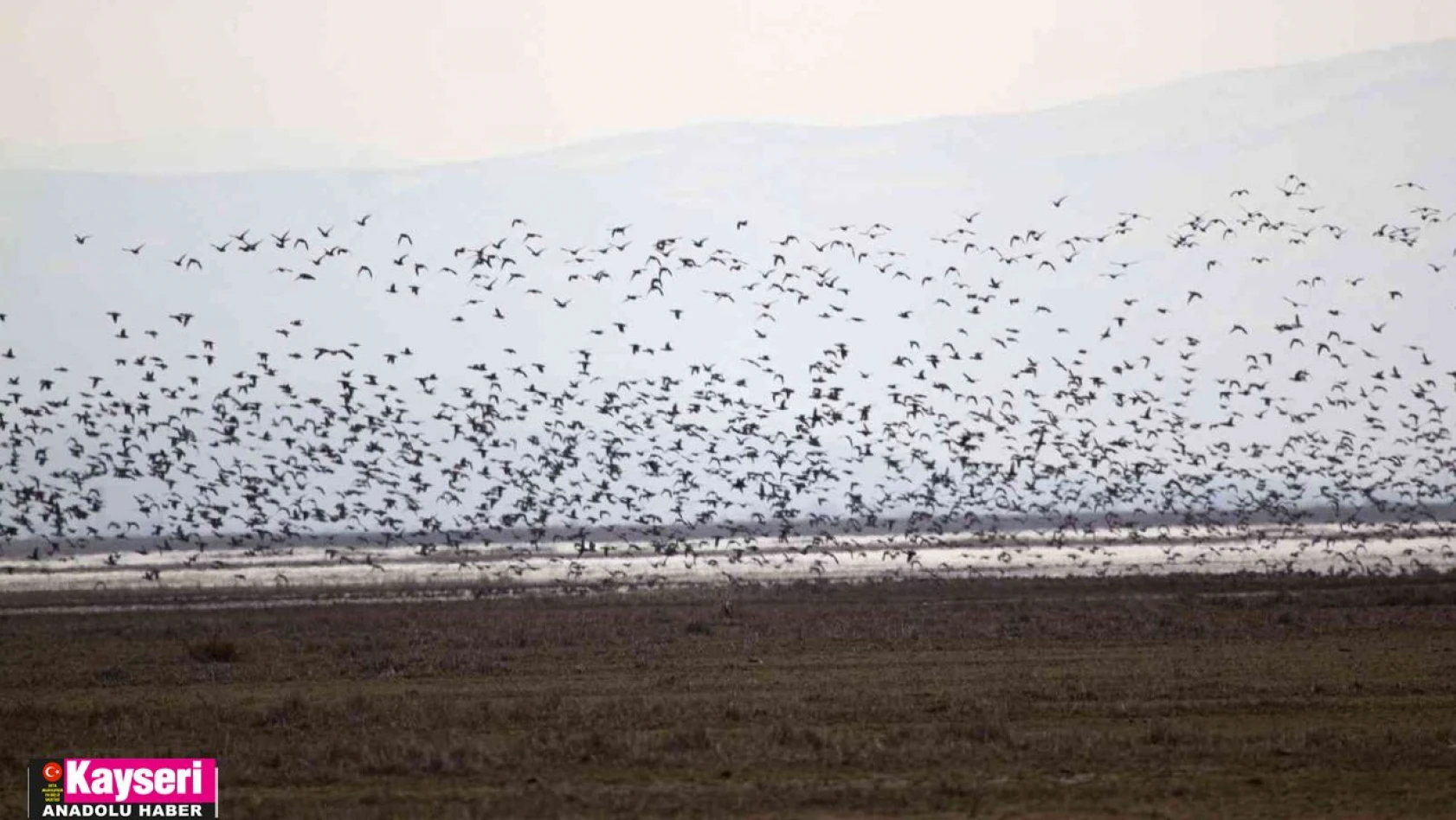 2023 yılı kış ortası su kuşu sayımları tamamlandı