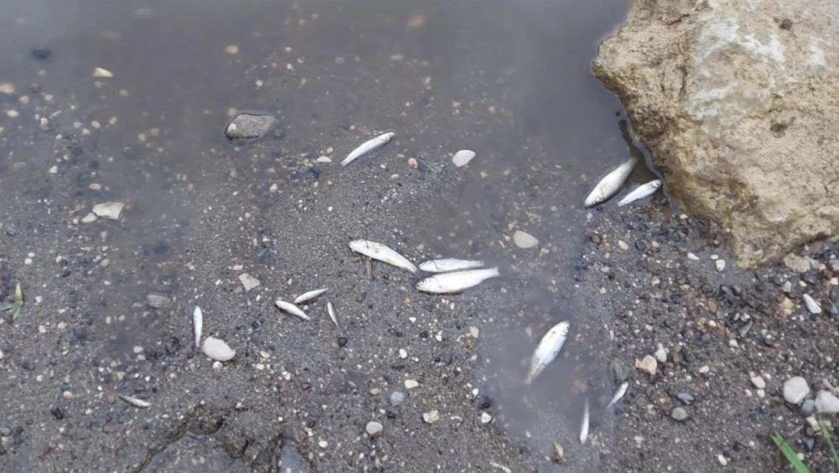 Zamantı Irmağı'nda balıkların ölüm sebebi belli oldu
