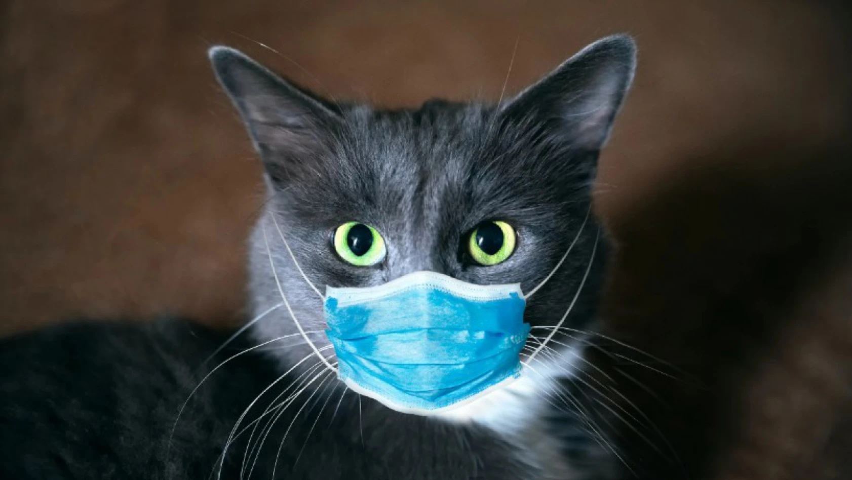 Bu virüs yüzünden binlerce kedi ölüyor