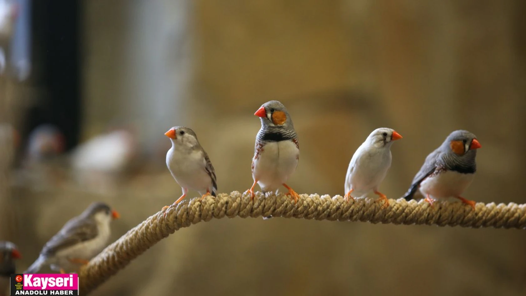 Harikalar Diyarı ziyaretçilerini tropik kuşların cıvıltılarıyla ağırlıyor