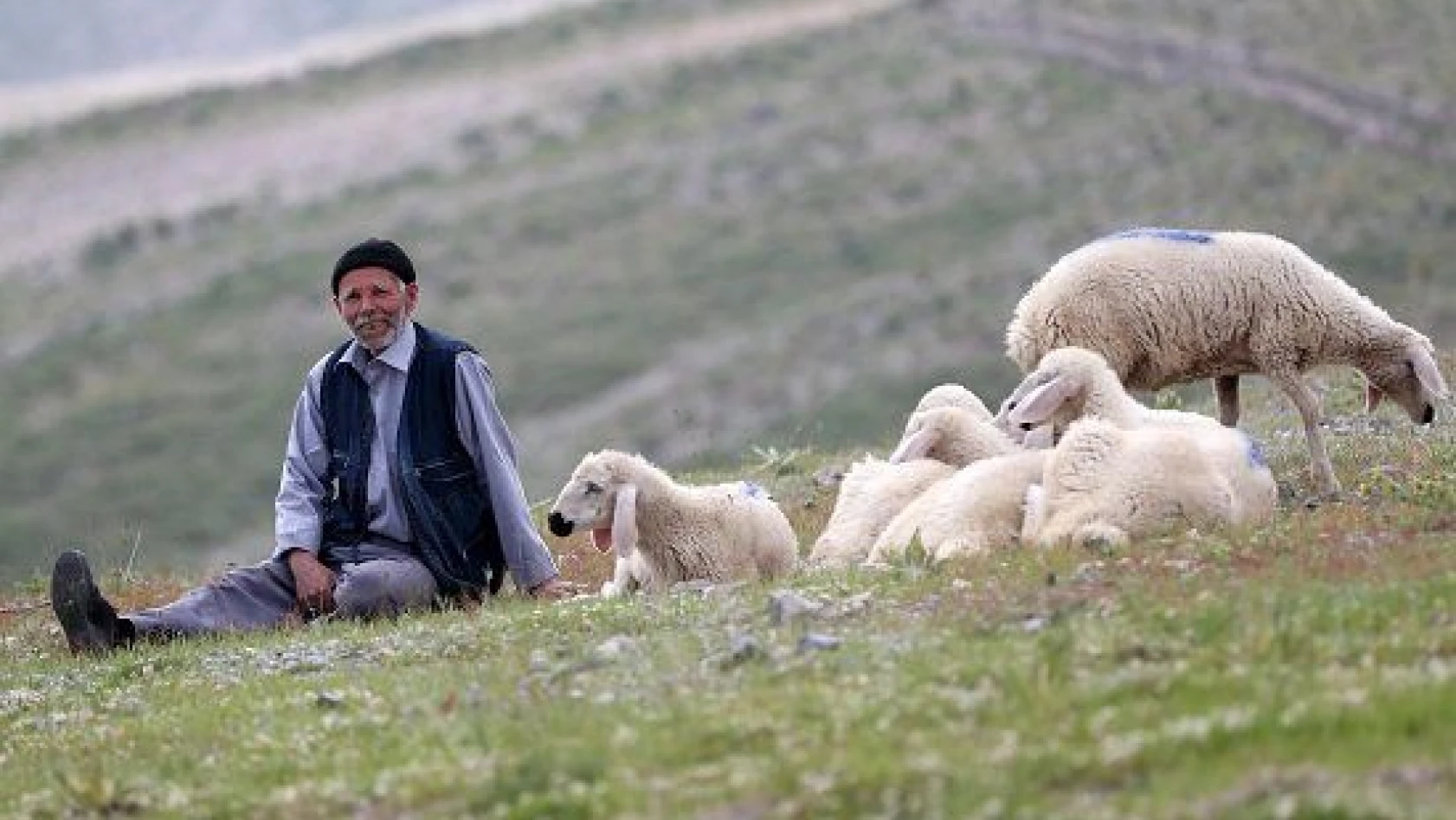 Koyun ve kuzuların ardında geçen bir ömür
