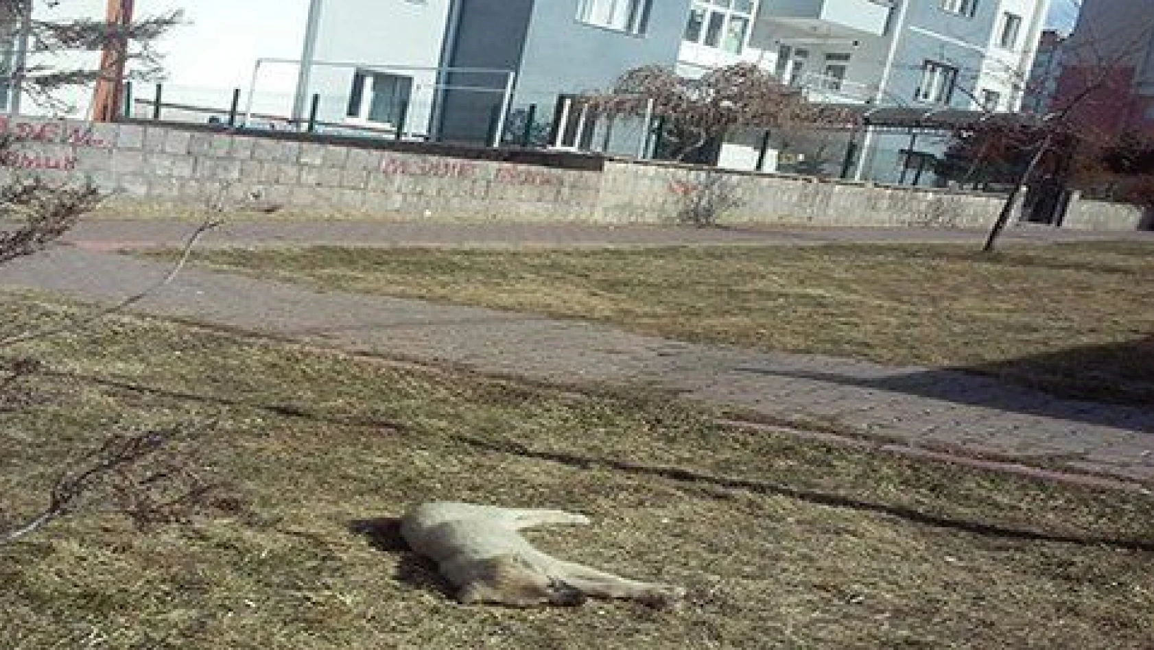 Kayseri'de sokak köpekleri parklarda