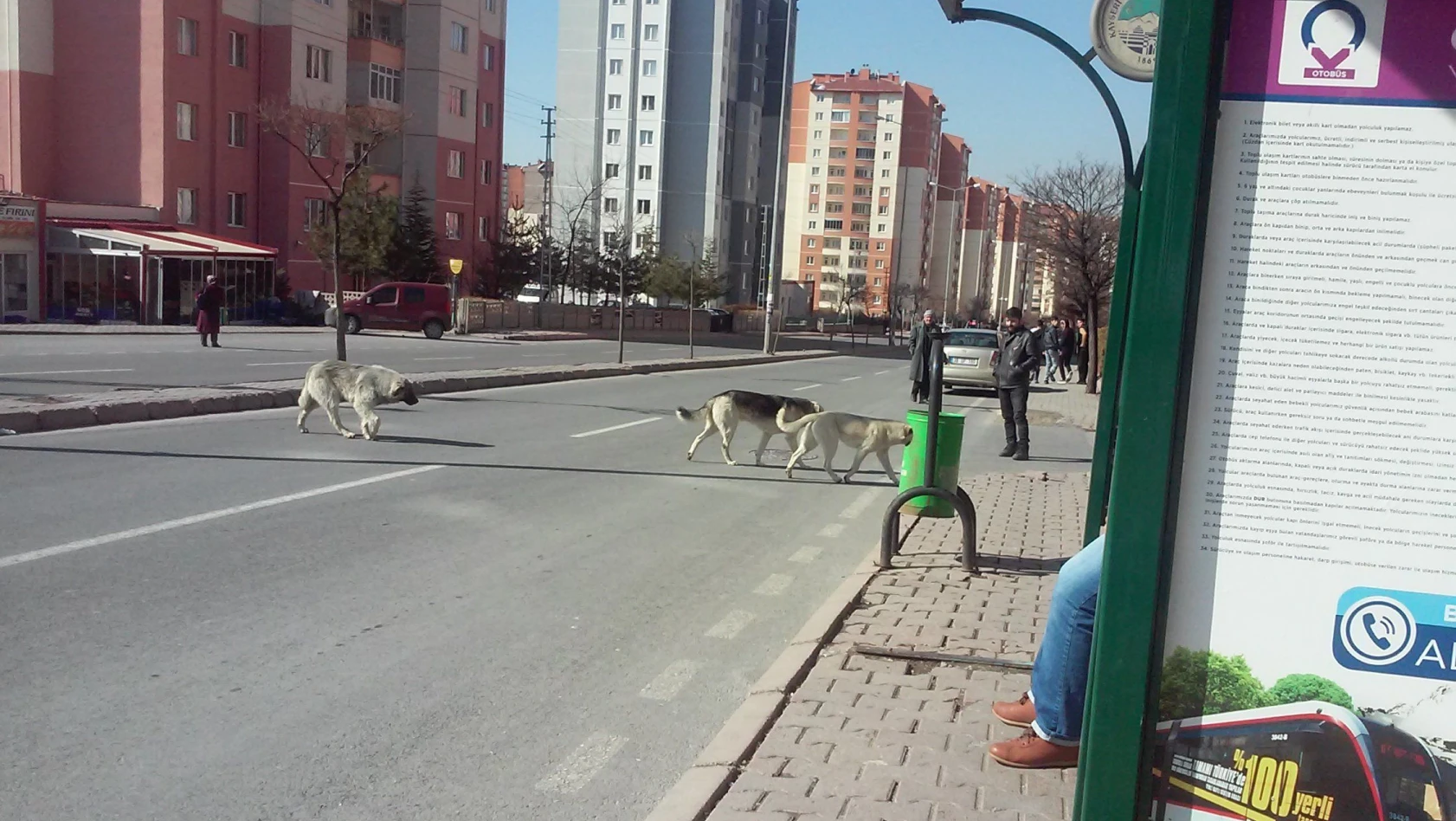 Sokaklar köpeklerden geçilmiyor
