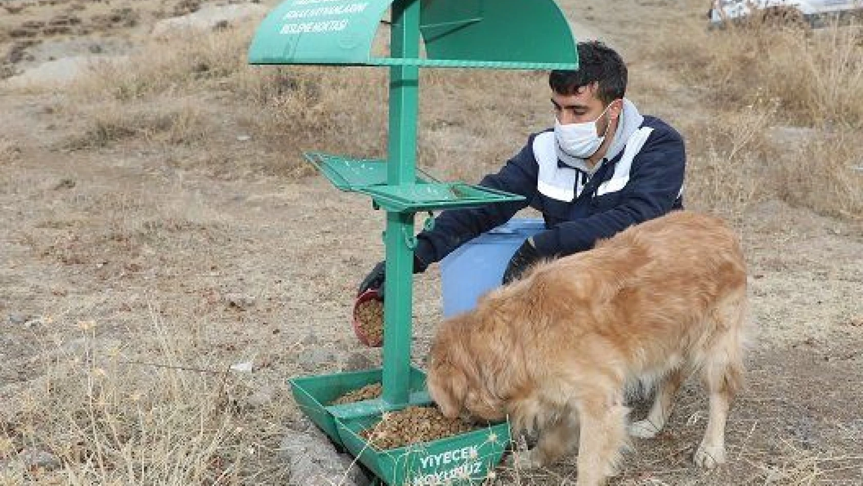 Talas'ta sokak hayvanlarına yardım eli