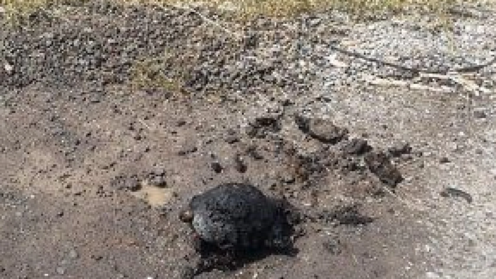 Ot yangınından kaçamayan kaplumbağa telef oldu