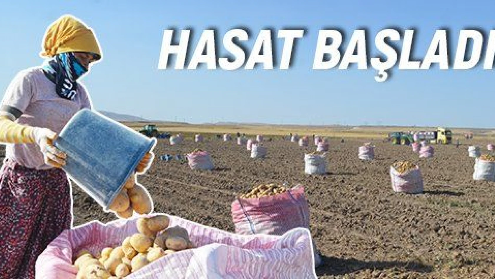 Bünyan'da kışlık patates hasadı başladı