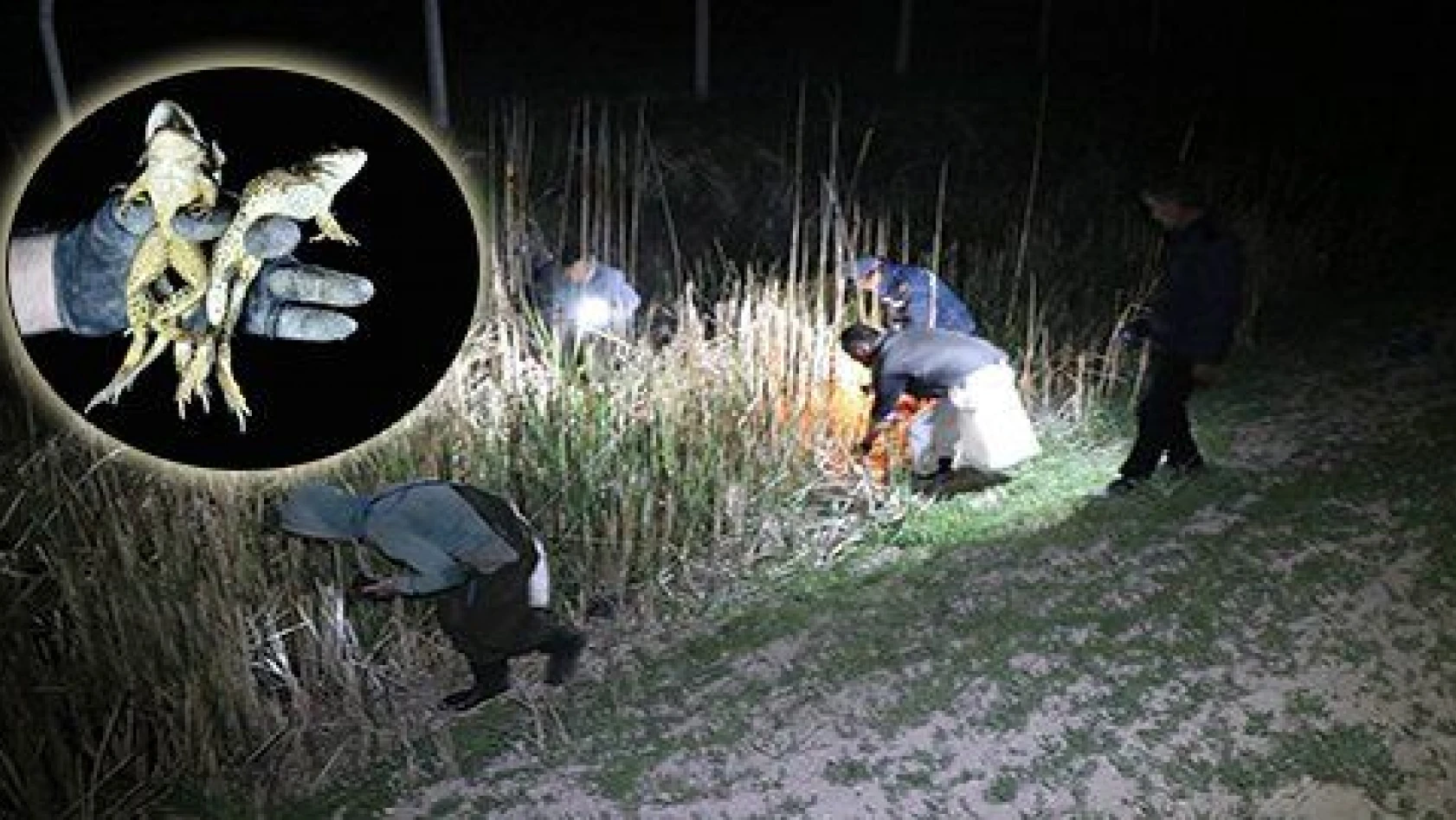 Avcılar gaz lambalarıyla gecenin karanlığında kurbağa avına çıktı 