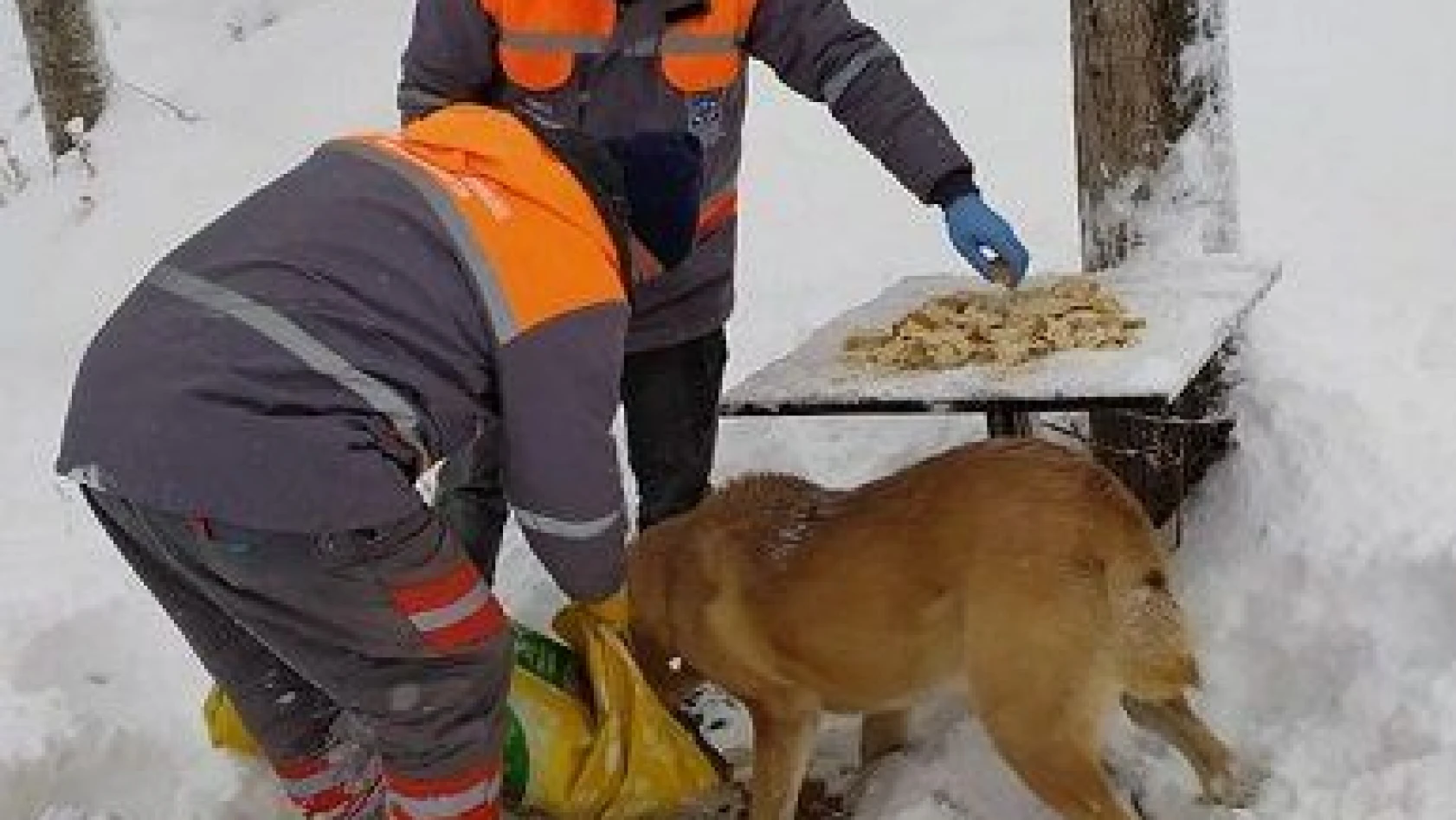 Melikgazi Belediyesi sokak ve yaban hayvanları için doğaya yemleme yaptı 
