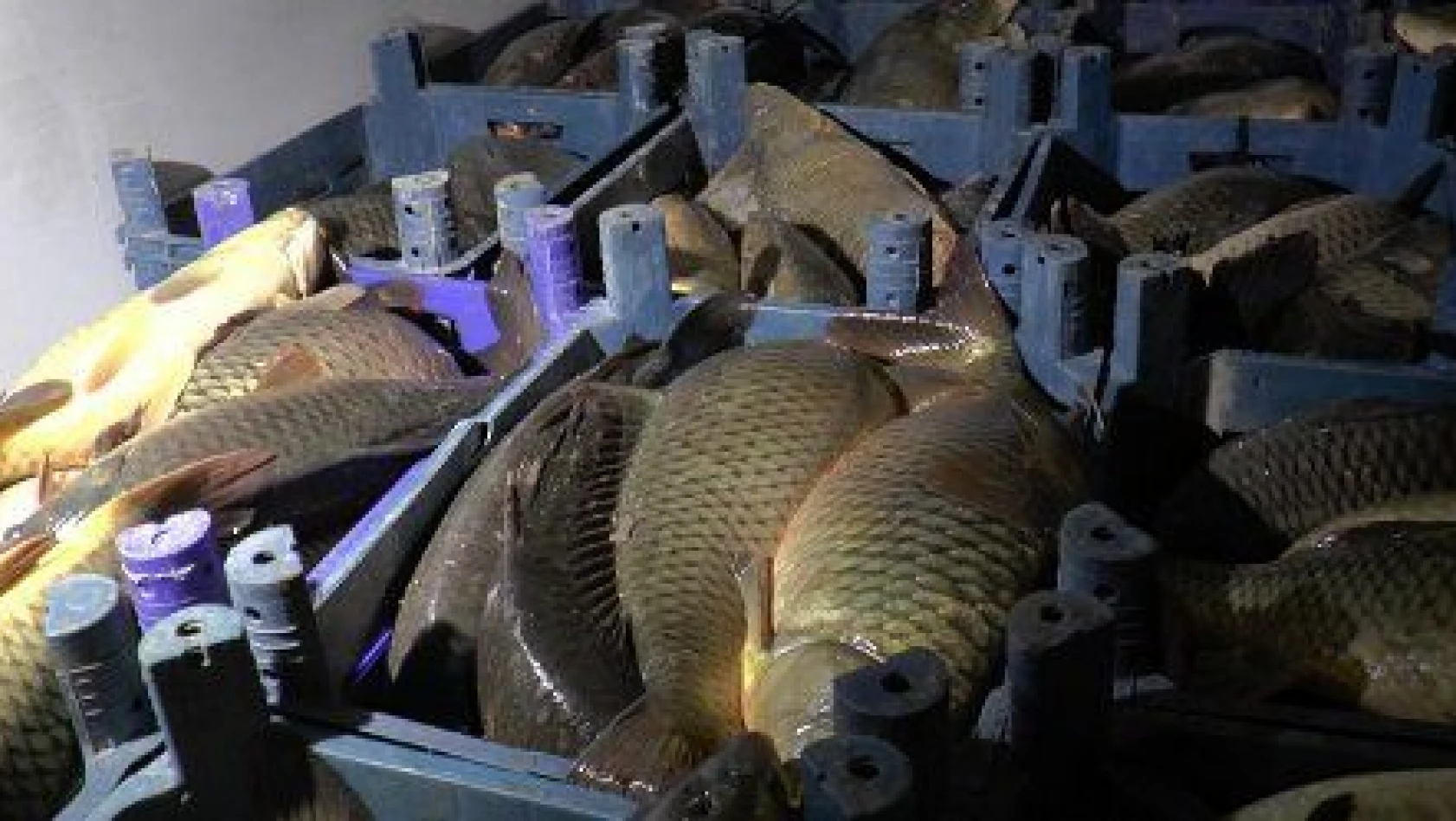 Kaçak avlanılan 1,5 ton balık ele geçirildi