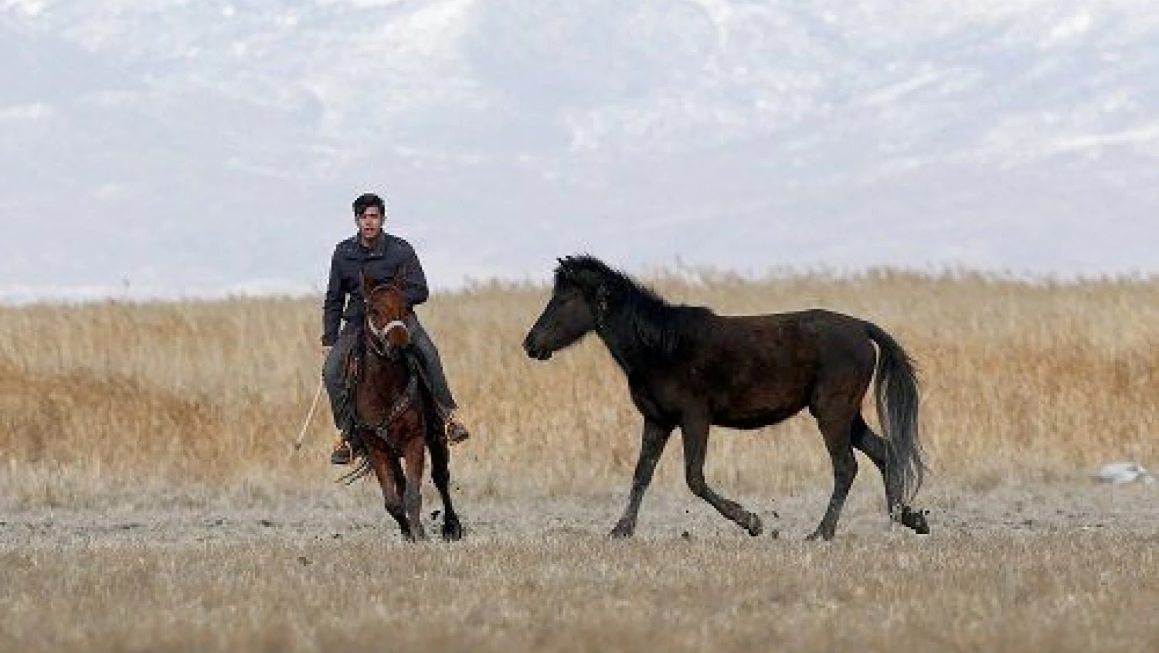 Sultan Sazlığı'na renk katan Yılkı atları kışın bölge halkınca besleniyor