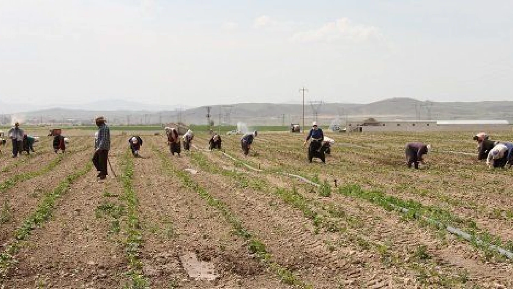 Türkiye'nin çilek fidesi ihtiyacının yarısı Kayseri'de üretiliyor