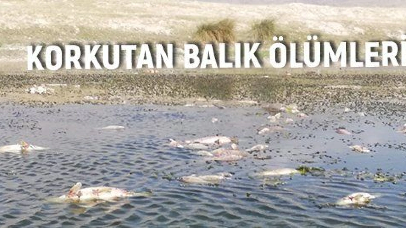 Sultan Sazlığı'nda korkutan balık ölümleri