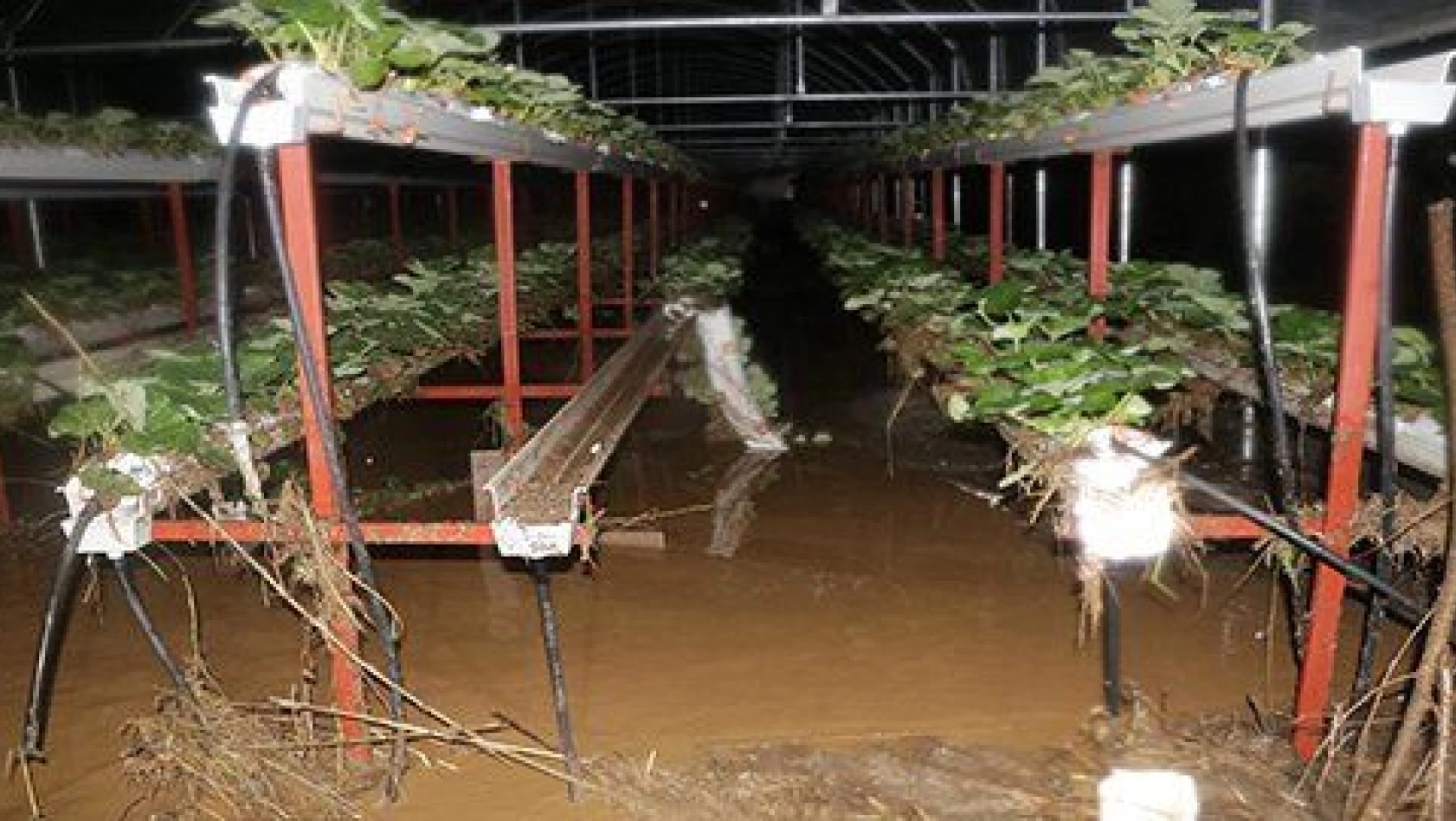 Şiddetli yağış ekili alanlara zarar verdi 